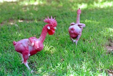 featherless chicken breed|10 Things You Need To Know About Featherless Chickens